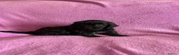 Maltipoo perros en venta: Cachorros maltipoo - Anuncio 11