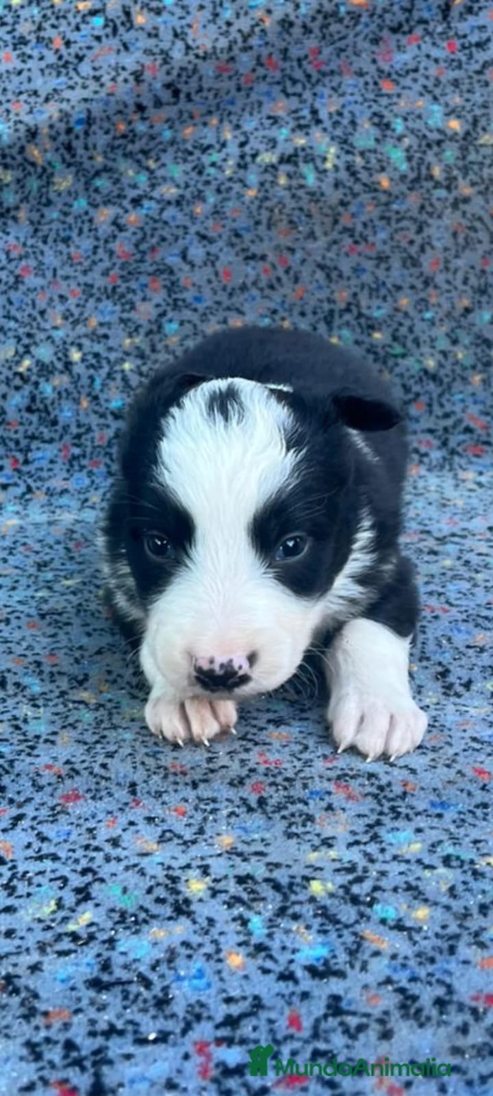 Border Collie perros Border collie  - Anuncio 2