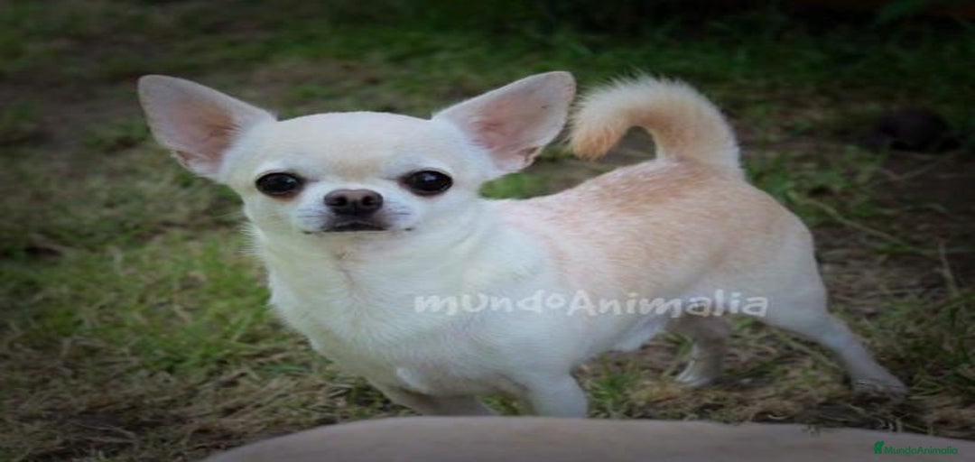 Imagen de galería {{count}}