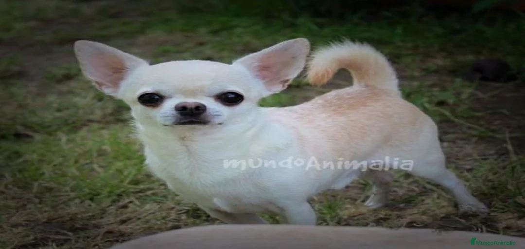 Imagen de galería {{count}}