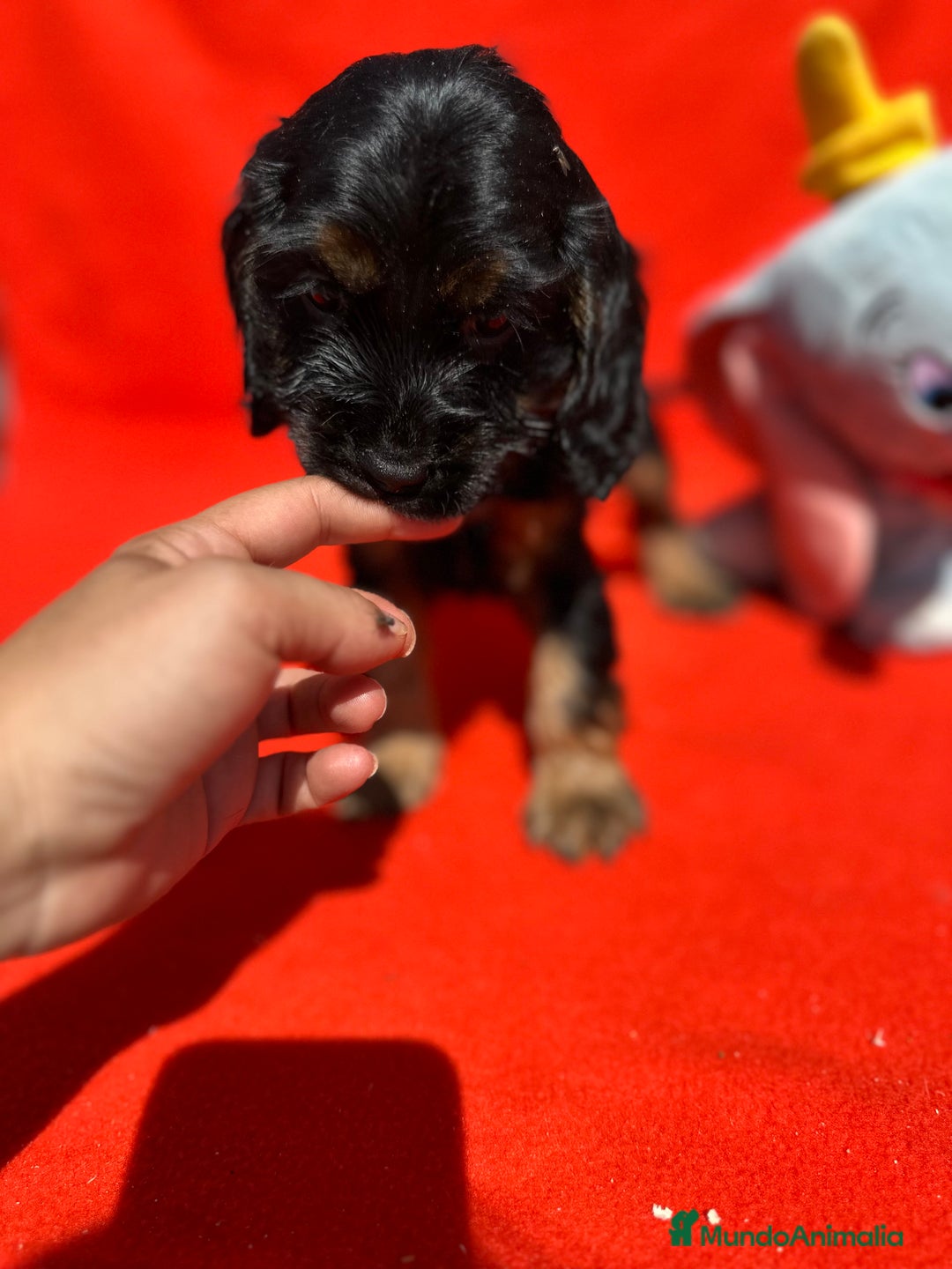 Cocker Spaniel Inglés perros en venta: COCKER SPANIEL DISPONIBLES - Imagen 7