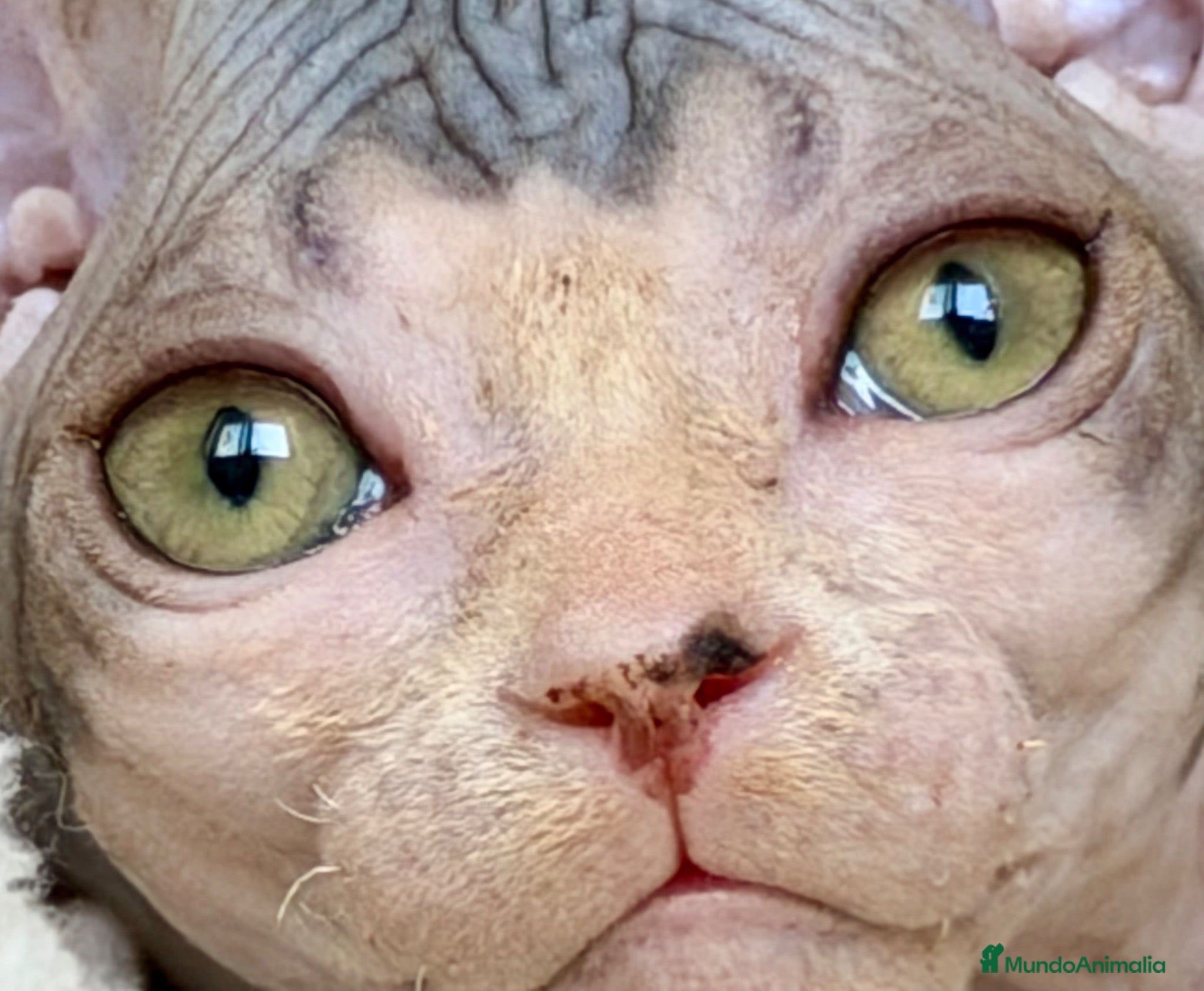 Sphynx gatos Precisa gatita Sphynx  - Anuncio 2