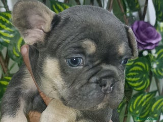 Bulldog Francés perros - Anuncio 6