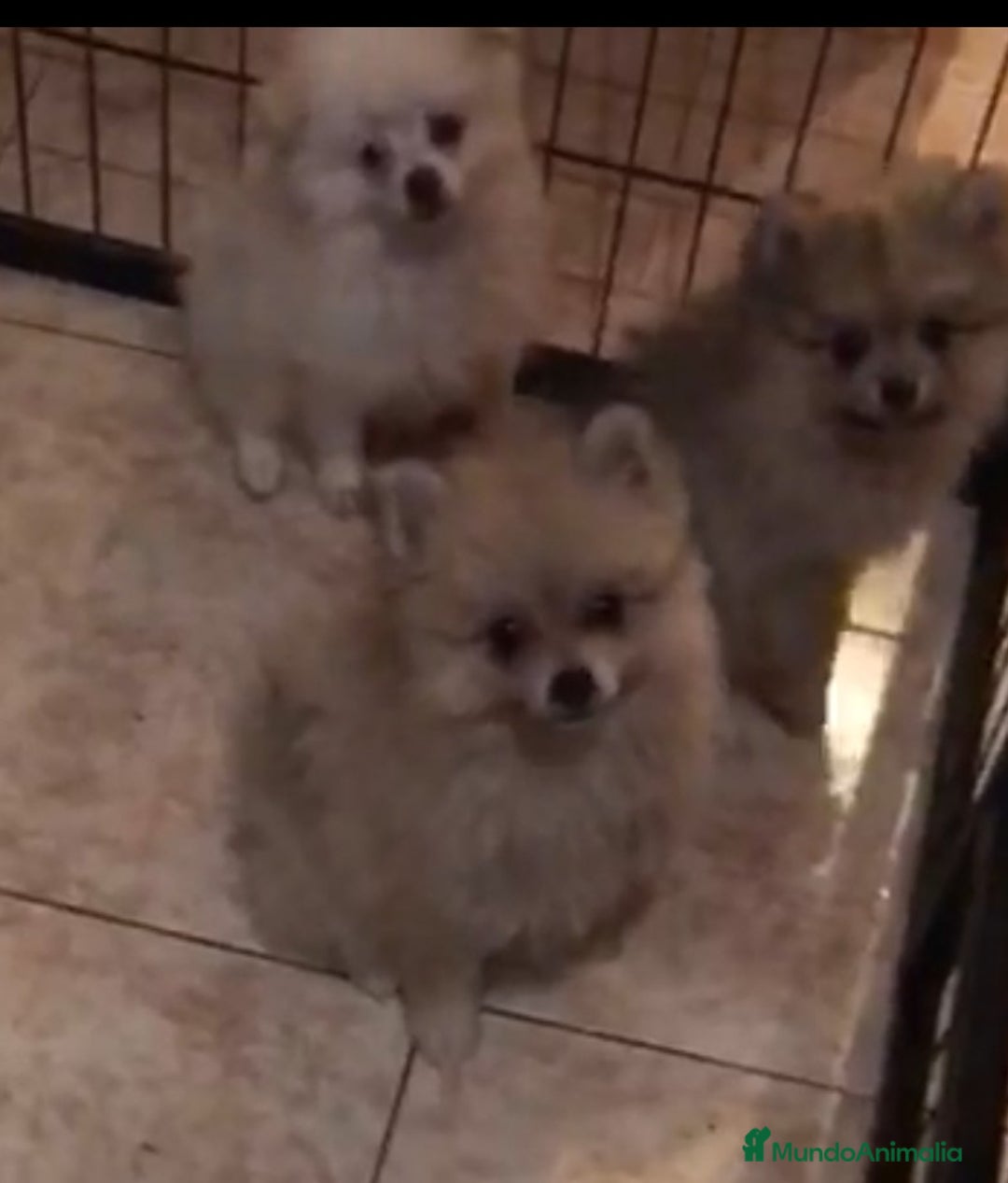 Pomerania perros en venta: CAMADA POMERANIA  - Imagen 1