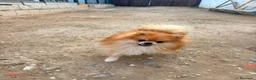 Pomerania perros en venta: Pomerania toy  - Anuncio 8