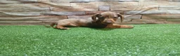 Teckel Miniatura perros en venta: TECKEL MINI - Anuncio 3