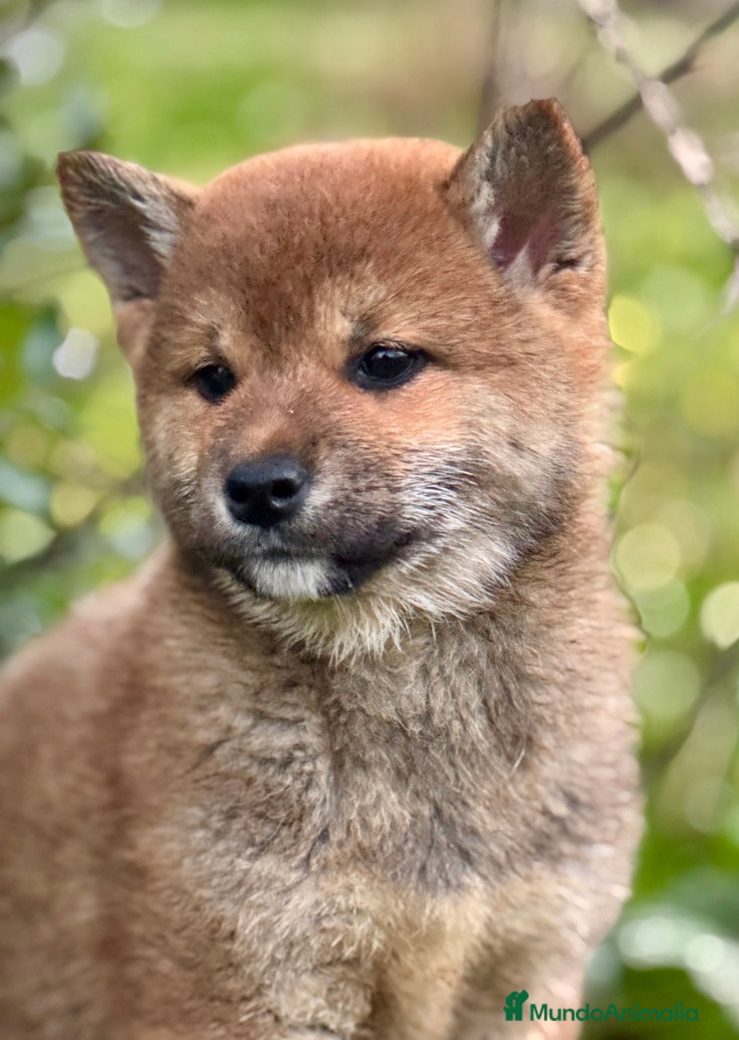 Shiba Inu perros en venta: Exclusivos Shiba Inu  - Anuncio 2