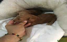 Maltipoo perros en venta: MALTIPOO GRAN CALIDAD  - Imagen 3