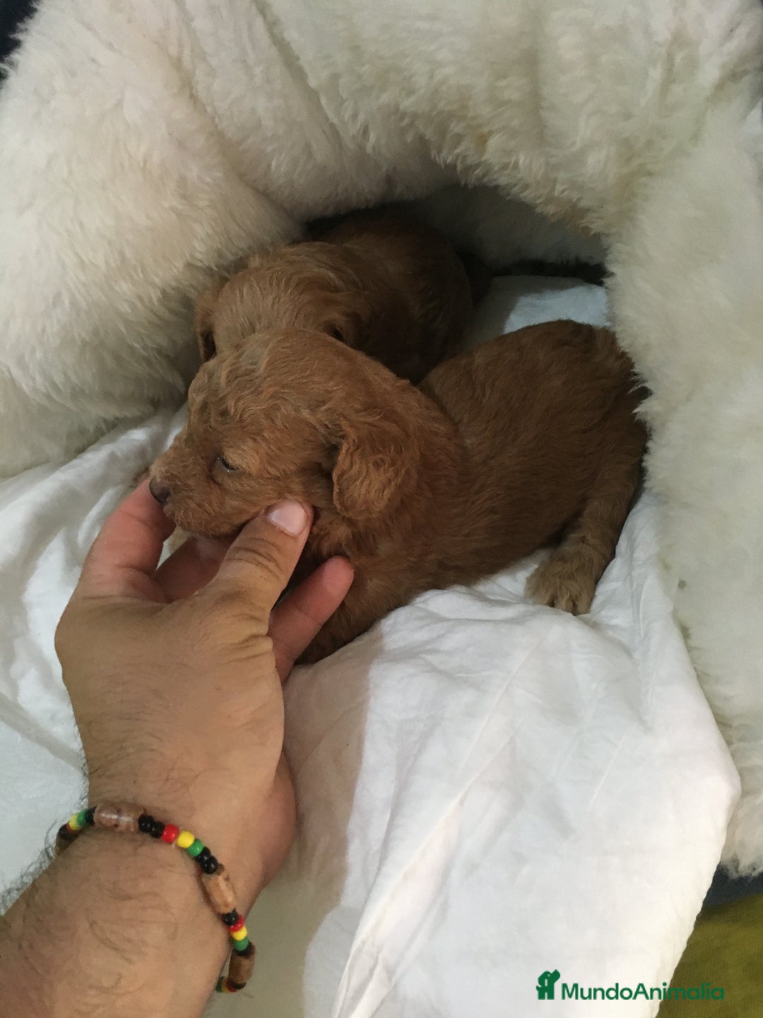Maltipoo perros en venta: MALTIPOO GRAN CALIDAD  - Imagen 3