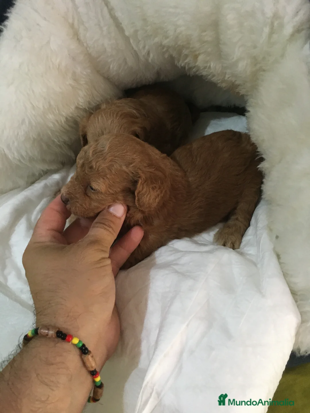 Maltipoo perros en venta: MALTIPOO GRAN CALIDAD  - Anuncio 3