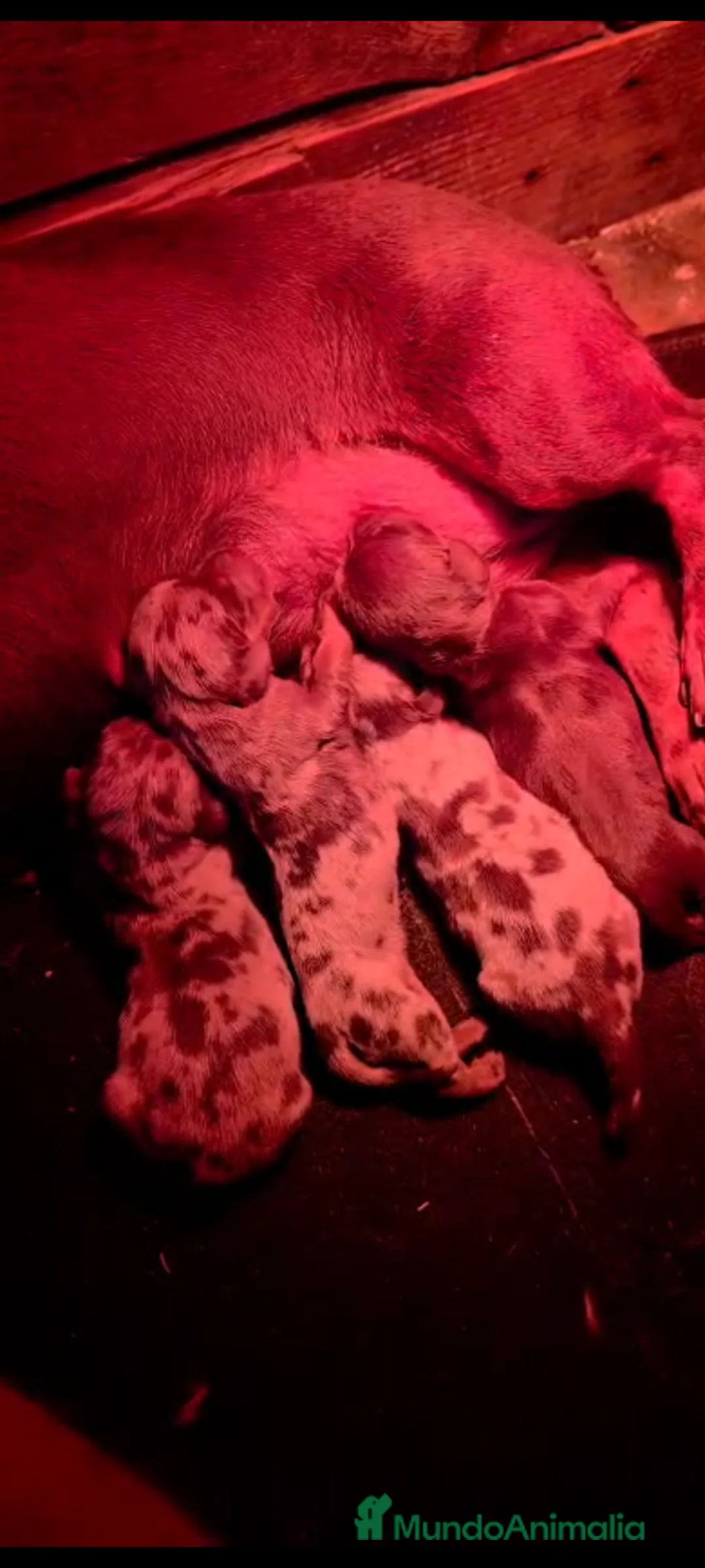 Teckel Miniatura perros en venta: Teckel miniatura merle chocolate - Anuncio 2
