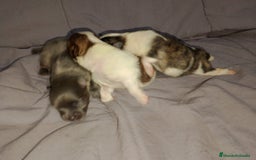Pomchi perros en venta: Pomchi enanos desde 600€  - Imagen 4
