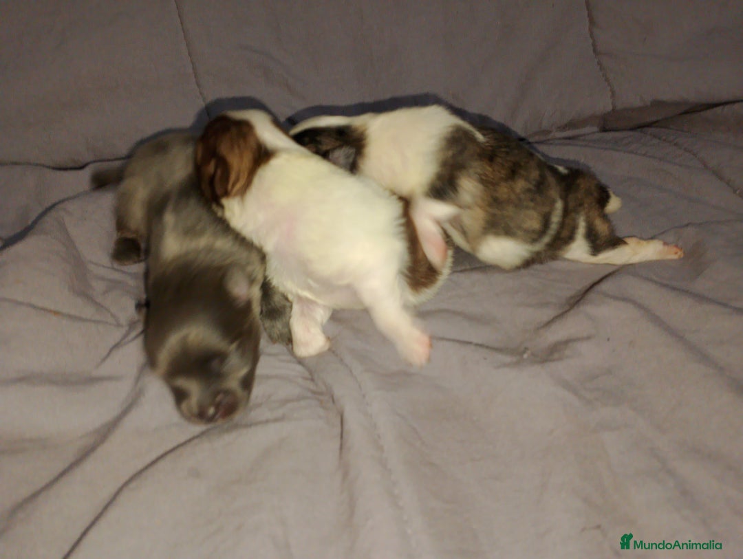 Pomchi perros en venta: Pomchi enanos desde 600€  - Imagen 4