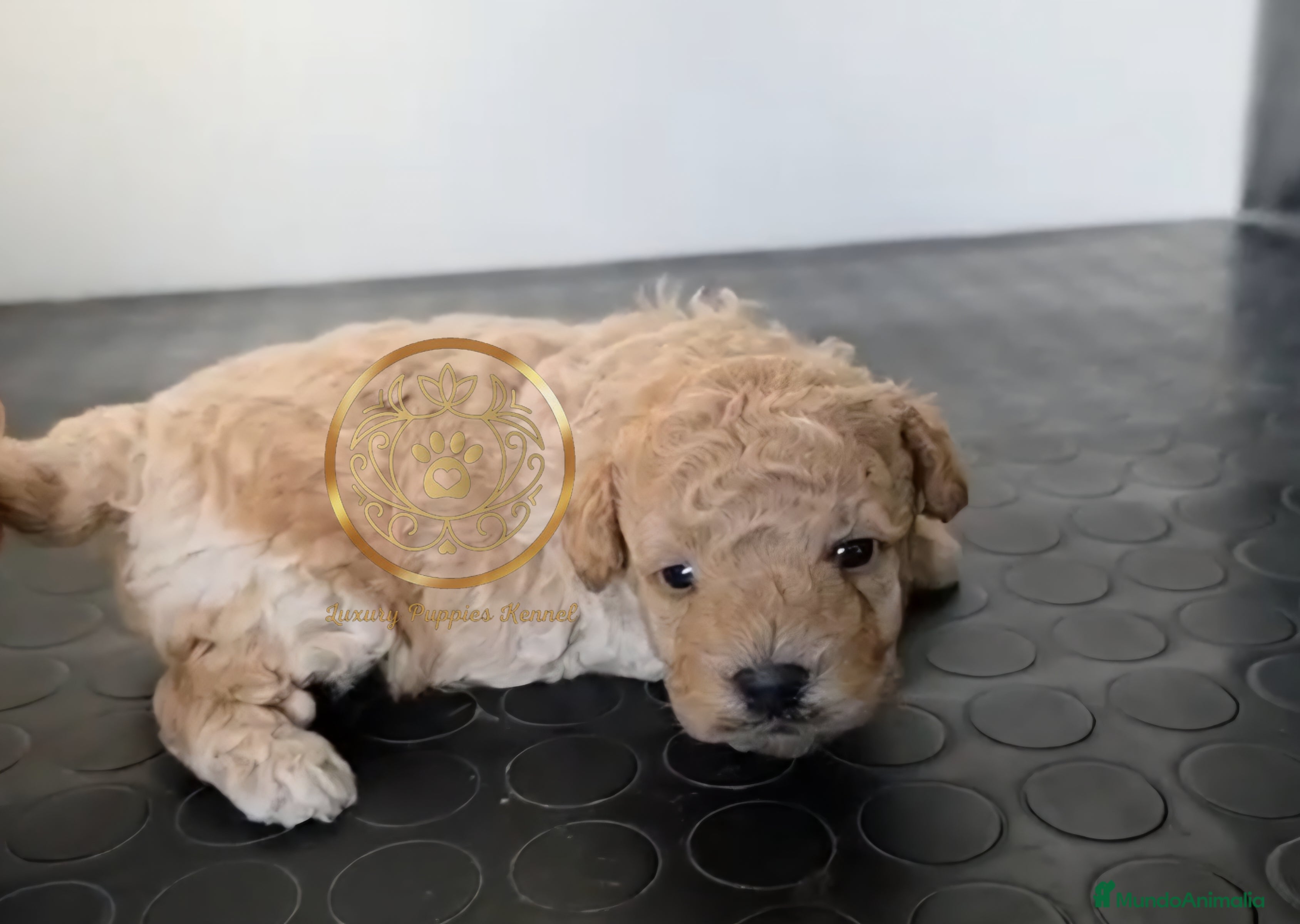 Caniche Toy perros Caniches toy machos  - Anuncio 7