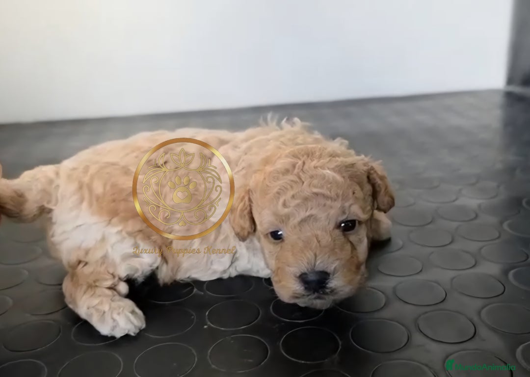 Caniche Toy perros en venta: Caniches toy machos  - Anuncio 1