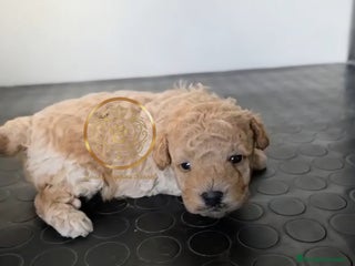 Caniche Toy perros Caniches toy machos - Anuncio 1