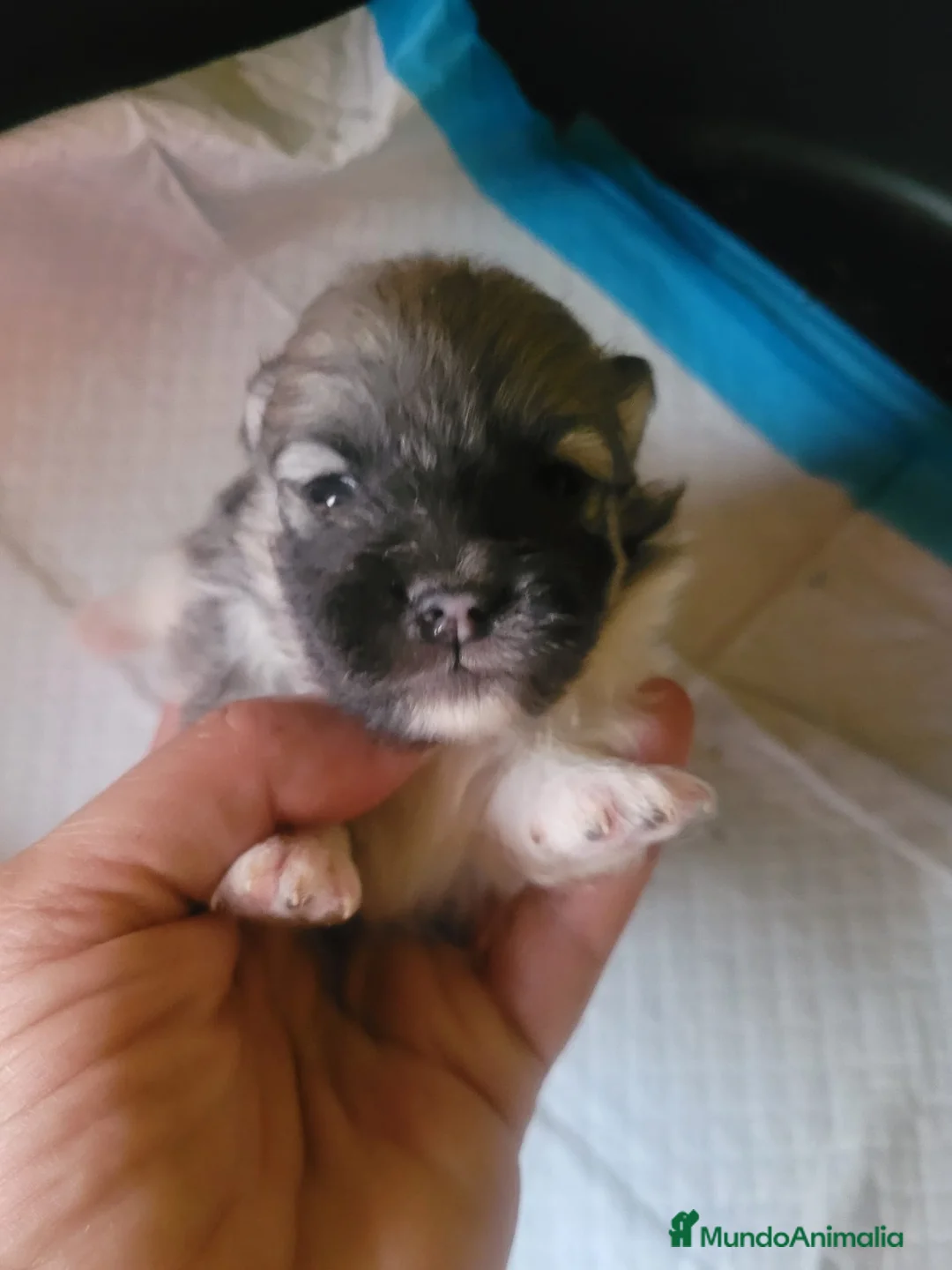 Chihuahua perros en venta: Chihuahua toy de pelo largo  - Anuncio 2