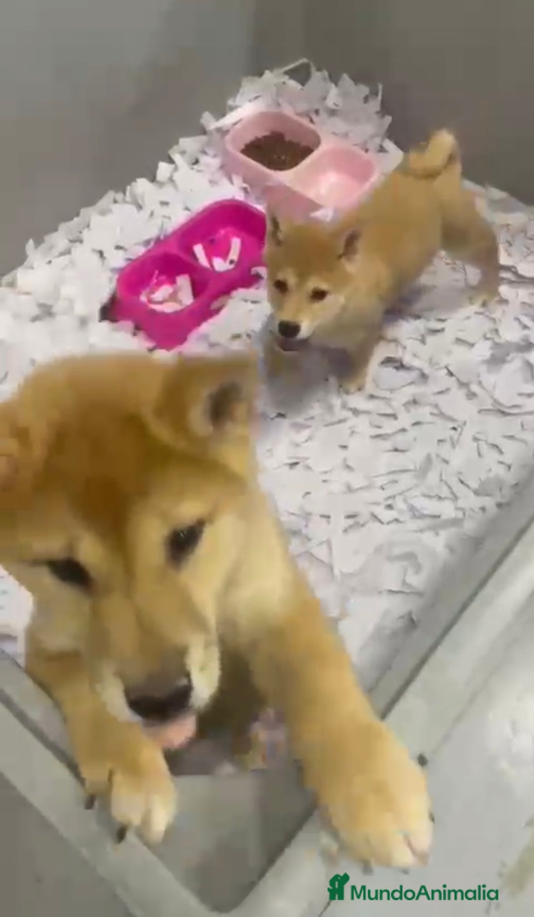 Shiba Inu perros en venta: CACHORROS DE SHIBA INU DISPONIBLES - Anuncio 1