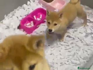 Shiba Inu perros CACHORROS DE SHIBA INU DISPONIBLES - Anuncio 12