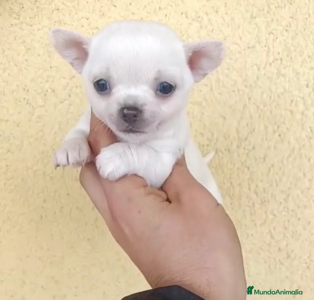 Chihuahua perros en venta: Chihuhua hembra - Anuncio 1
