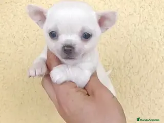 Chihuahua perros Chihuhua hembra - Anuncio 2