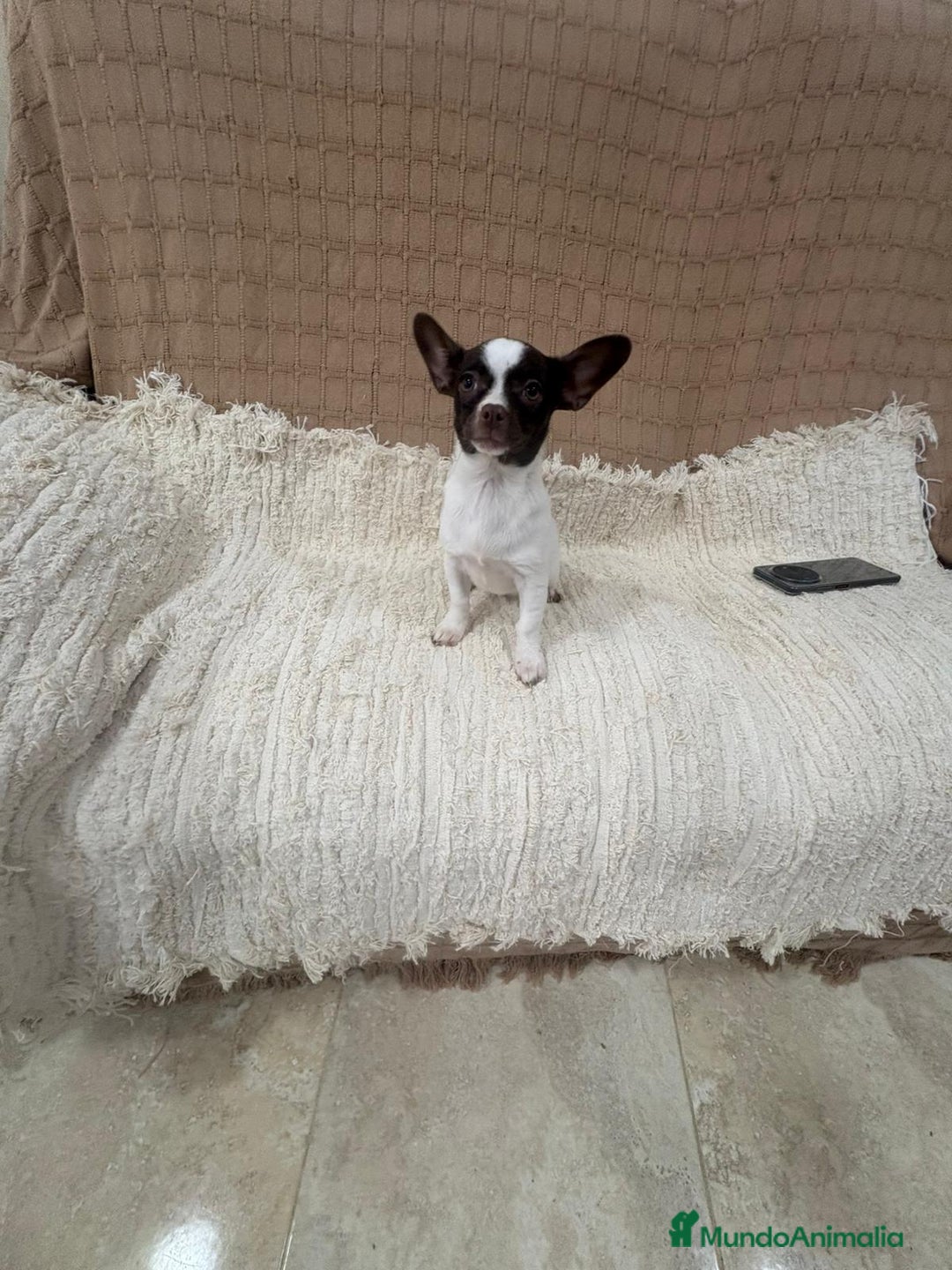 Chihuahua perros en venta: Chihuahua rusa blanca chocolate  - Anuncio 10
