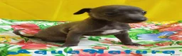 Pequeño Lebrel Italiano perros en venta: Lebrel Italiano Macho 8998 AQUANATURA - Anuncio 2