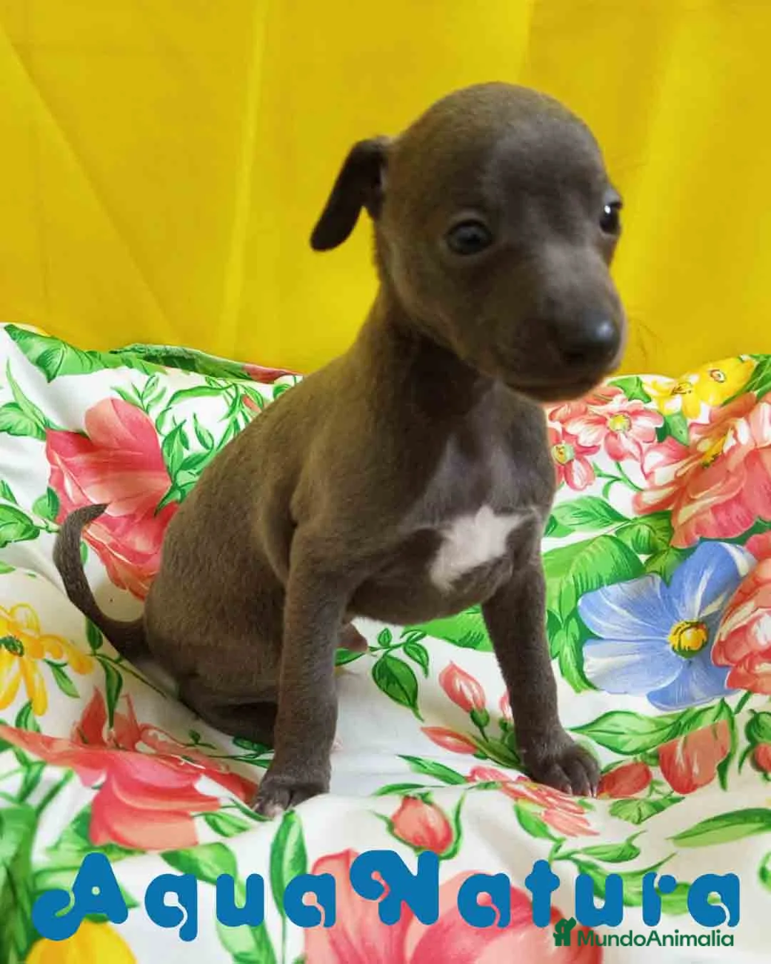 Pequeño Lebrel Italiano perros en venta: Lebrel Italiano Macho 8998 AQUANATURA - Anuncio 2
