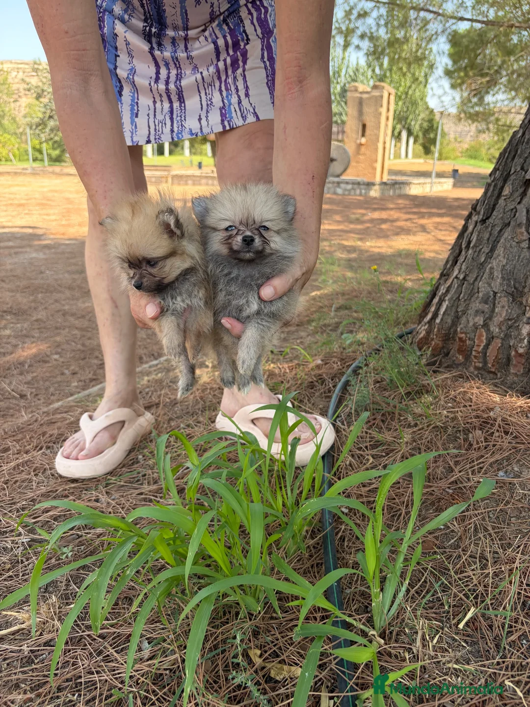 Pomerania perros en venta: Pomerania toy - Anuncio 1