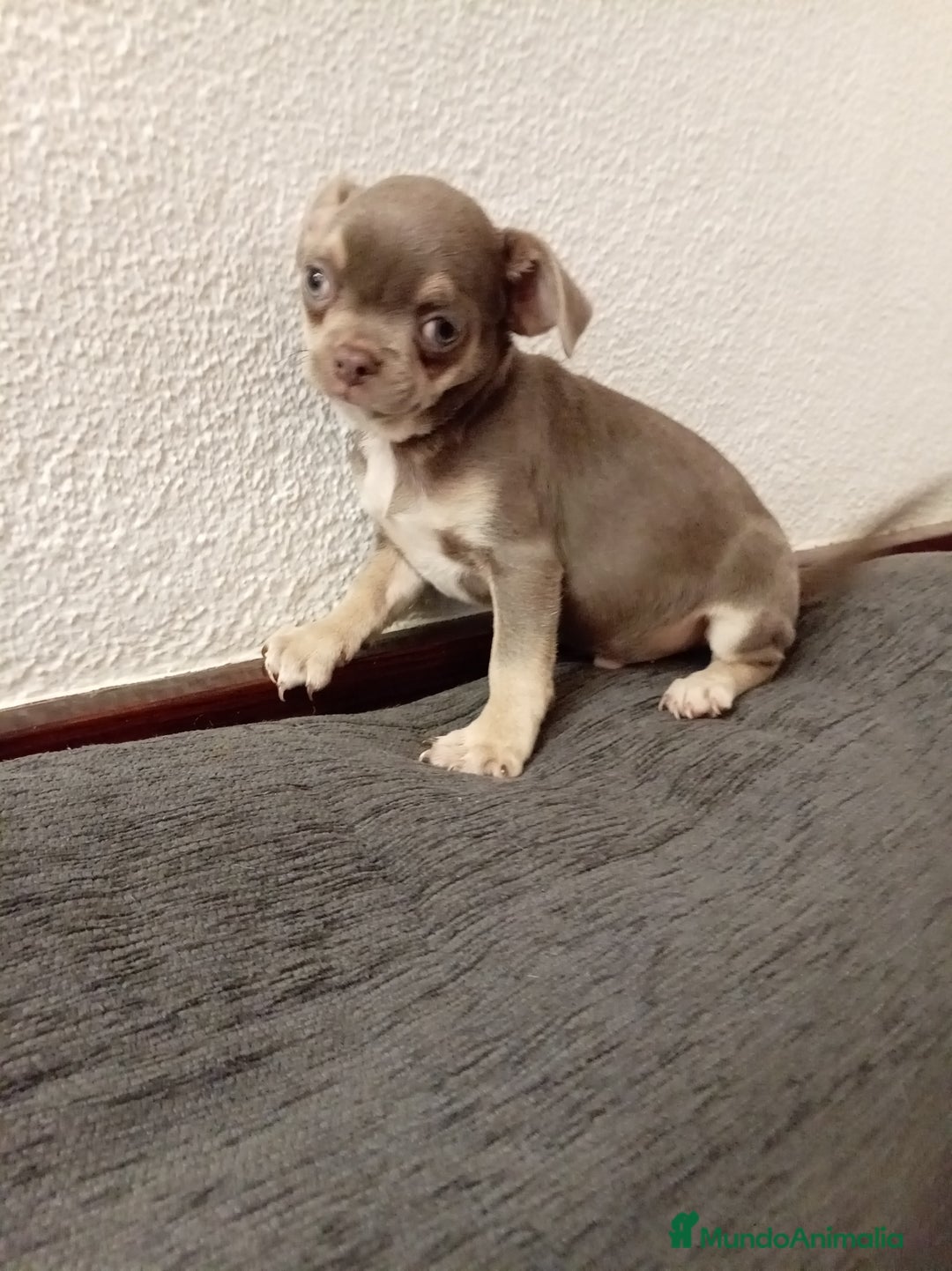 Chihuahua perros en venta: Chihuahuas toy - Anuncio 6