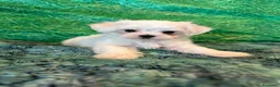 Bichón Maltés perros en venta: BICHON MALTES - Anuncio 2