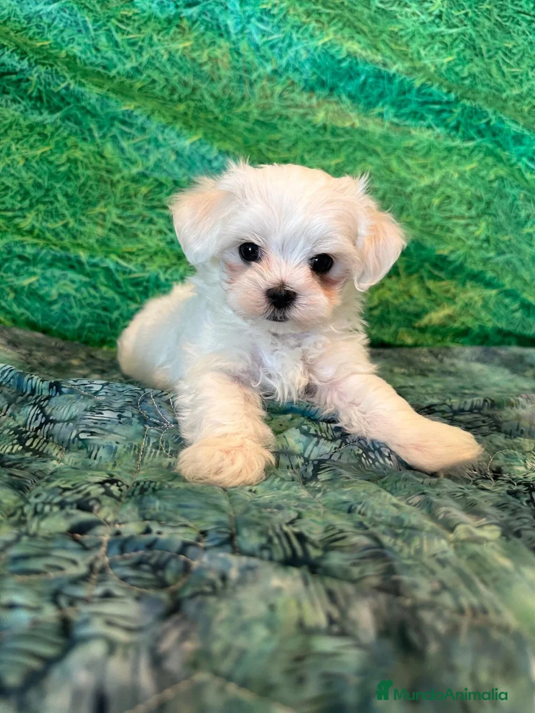 Bichón Maltés perros en venta: BICHON MALTES - Anuncio 2