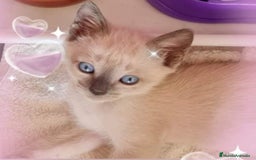 Siamés gatos en venta: Siamés  - Imagen 7