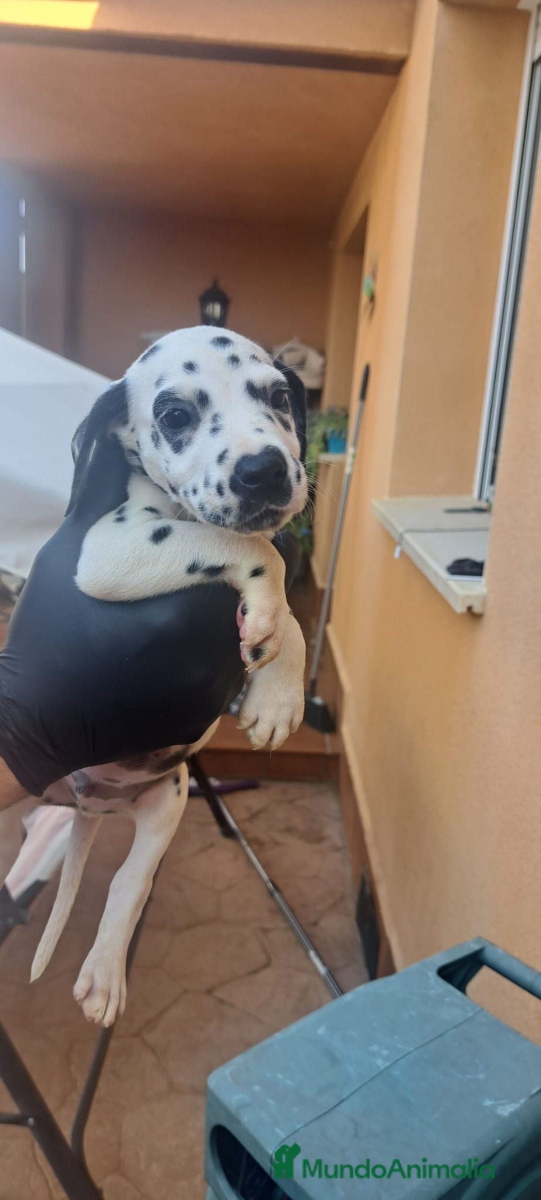 Dálmata perros en venta: Dálmata - Imagen 2