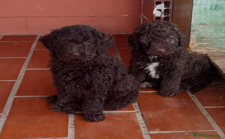 Perro de Agua Español perros - Anuncio 6