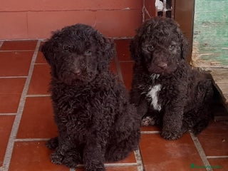 Perro de Agua Español perros - Anuncio 13