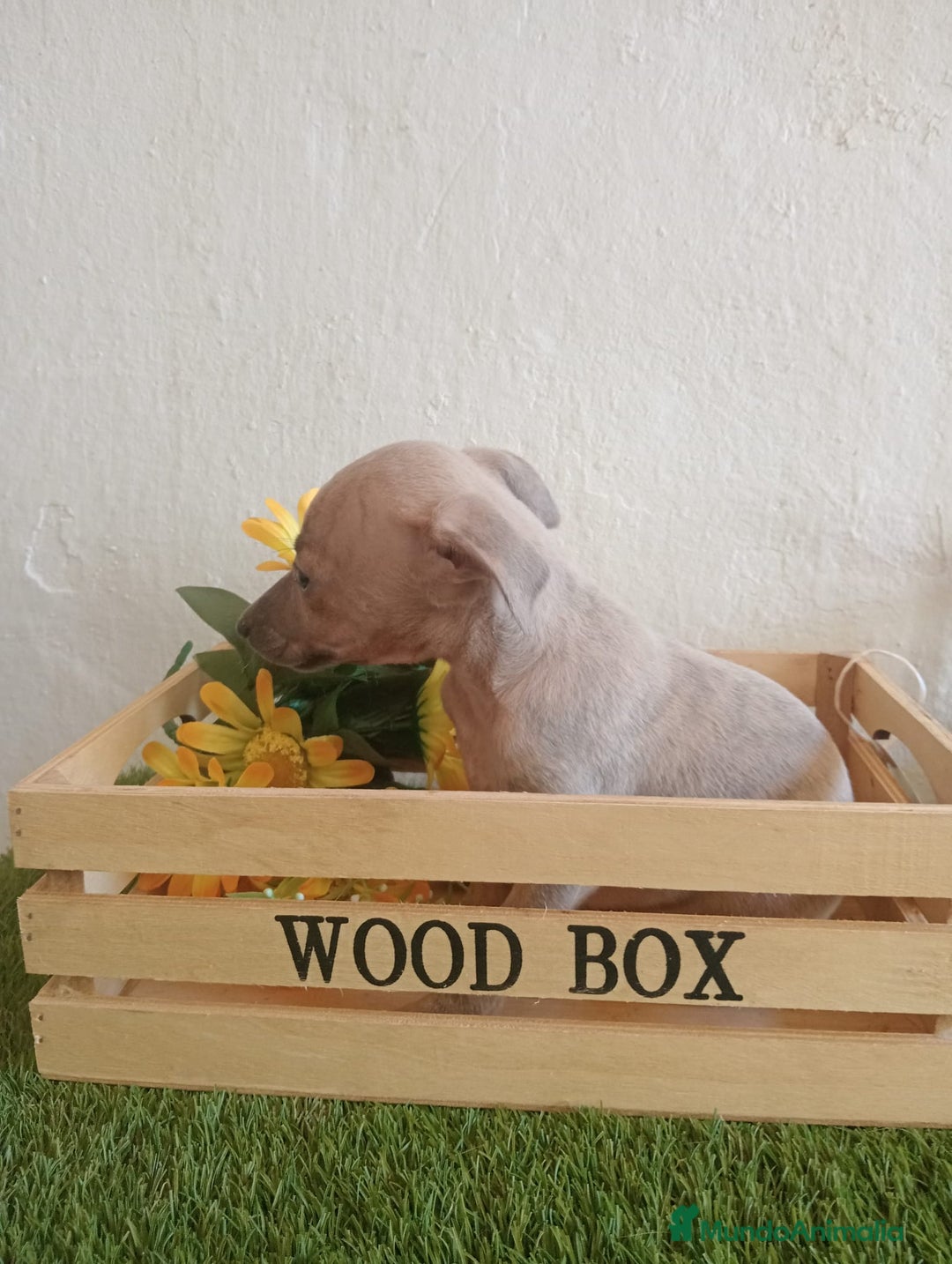 Pequeño Lebrel Italiano perros en venta: Piccolo italiano  - Imagen 14