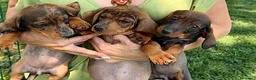 Teckel Miniatura perros en venta: Preciosa hembrita y macho Teckel mini choco Merle  - Anuncio 9