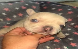 Bulldog Francés perros en venta: Bulldog francés - Imagen 5