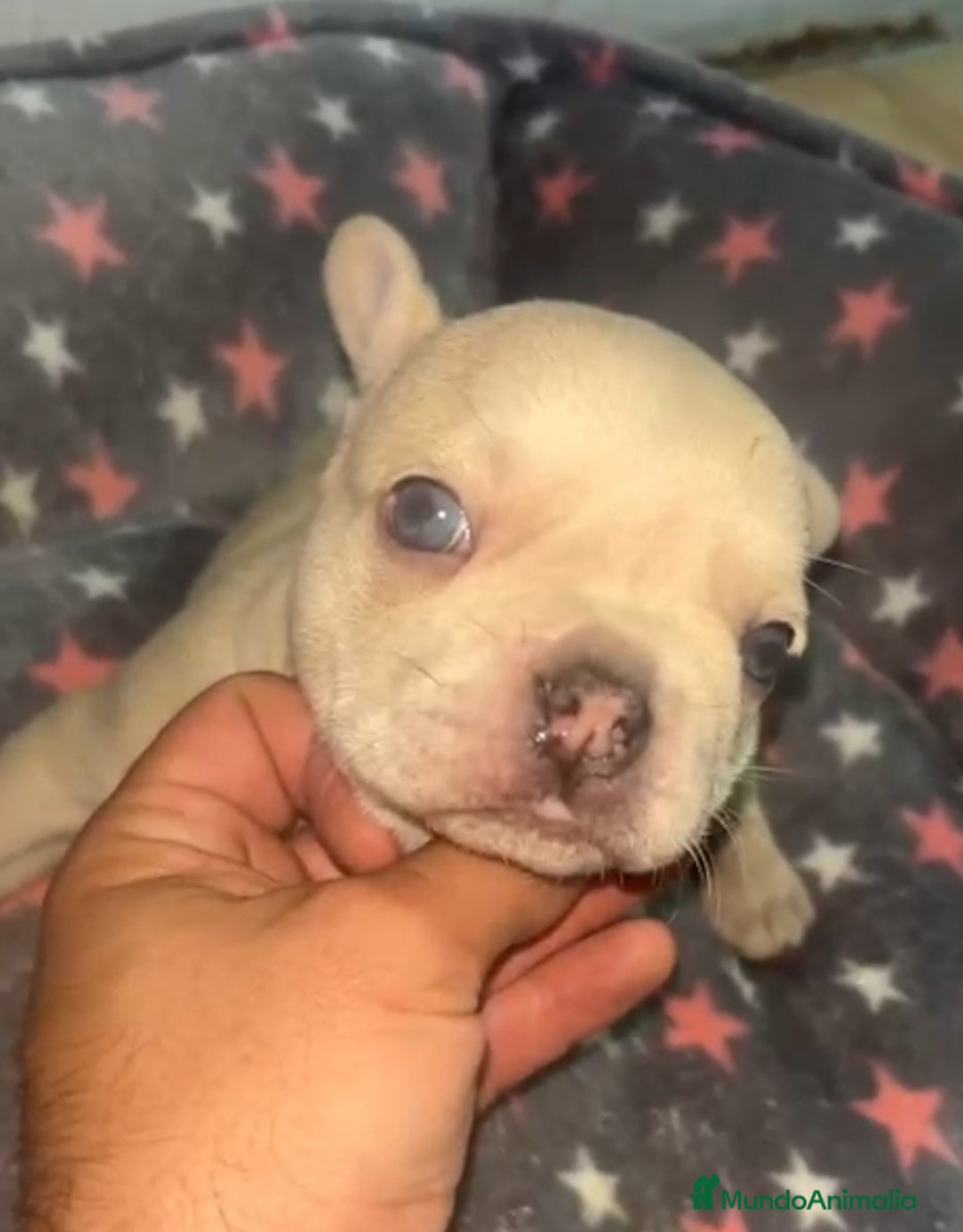 Bulldog Francés perros en venta: Bulldog francés - Imagen 5