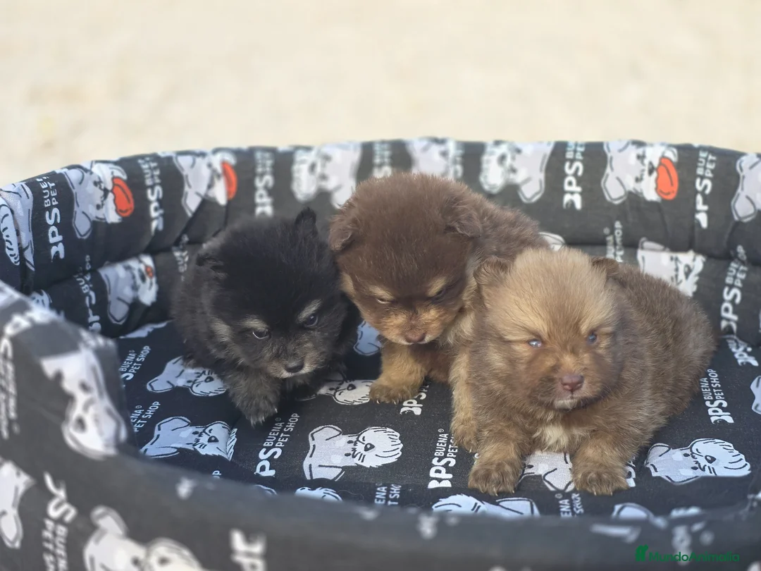 Pomerania perros en venta: Cachorritos pomerania - Anuncio 1