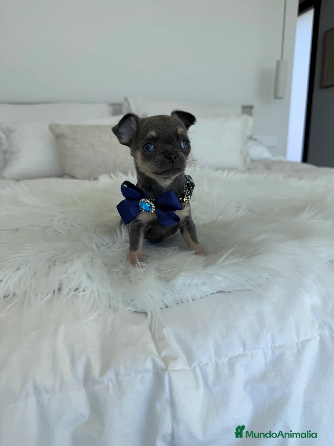 Chihuahua perros en venta: Chihuahua blue - Anuncio 1