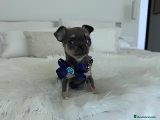 Chihuahua perros Chihuahua blue - Anuncio 2