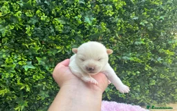 Shiba Inu perros en venta: CACHORROS SHIBA INU - Imagen 3
