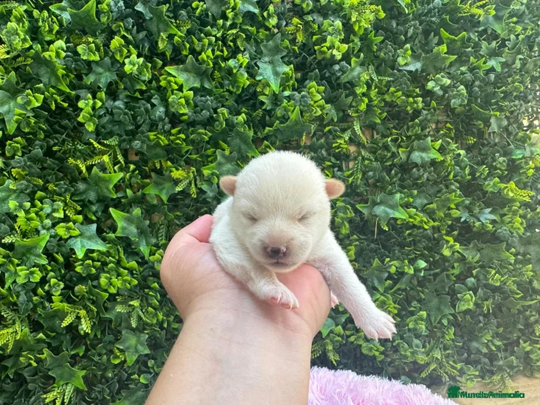 Shiba Inu perros en venta: CACHORROS SHIBA INU - Imagen 3