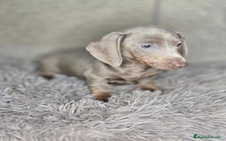 Teckel Miniatura perros en venta: Teckel isabella unico - Imagen 3