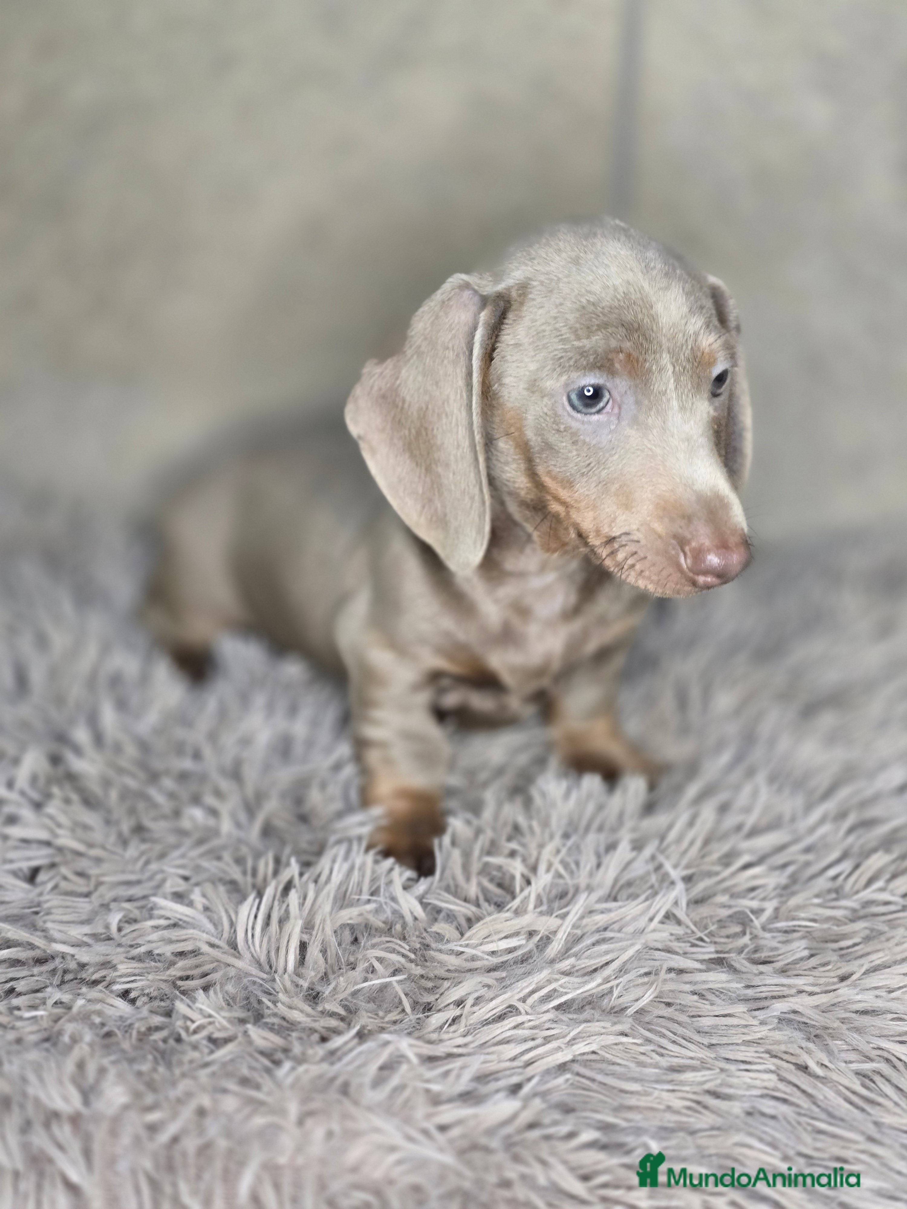 Teckel Miniatura perros en venta: Teckel isabella unico - Anuncio 3
