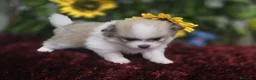 Pomerania perros en venta: Pomerania - Anuncio 3