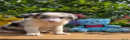 Border Collie perros en venta: Border collie - Anuncio 7