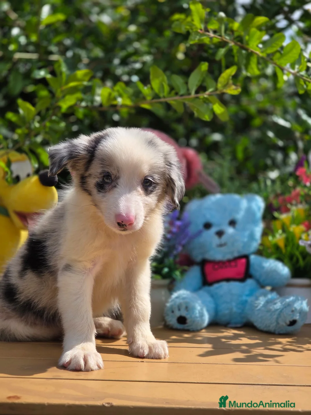 Border Collie perros en venta: Border collie - Anuncio 7